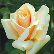 Ambasador | Ruže čajevke | Sadnice ruža