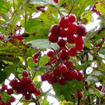 Bobičasto voće | Sadnice brusnice | Pilgrim