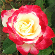 Dabl Dilajt | Ruže čajevke | Sadnice ruža