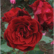 Don Žuan | Ruže puzavice (penjačice) | Sadnice ruža
