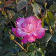 Hendel | Ruže puzavice (penjačice) | Sadnice ruža
