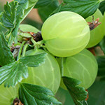 Bobičasto voće | Sadnice zelenog ogrozda | Hinnonmaki Green