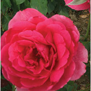 Parade | Ruže puzavice (penjačice) | Sadnice ruža