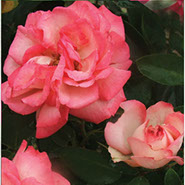 Rozarium | Ruže puzavice (penjačice) | Sadnice ruža