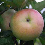 Vocne sadnice jabuke budimka, prodaja sadnica hit cena