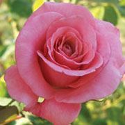 Adela | Ruže čajevke | Sadnice ruža