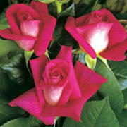 Akapela | Ruže čajevke | Sadnice ruža