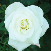 Akito | Ruže čajevke | Sadnice ruža