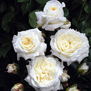 Alabaster | Ruže polijante (mnogocvetnice) | Sadnice ruža