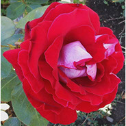 Aleluja | Ruže čajevke | Sadnice ruža