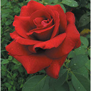 Alex Red | Ruže čajevke | Sadnice ruža
