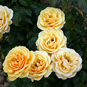 Amber Kvin | Ruže polijante (mnogocvetnice) | Sadnice ruža