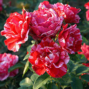 Anri Matiz | Ruže čajevke | Sadnice ruža