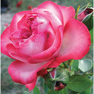 Antika 89 | Ruže puzavice (penjačice) | Sadnice ruža