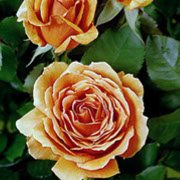 Ašram | Ruže čajevke | Sadnice ruža