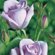 Blu Mun | Ruže čajevke | Sadnice ruža