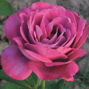 Blu River | Ruže čajevke | Sadnice ruža