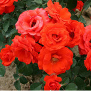 Čin-čin | Ruže polijante (mnogocvetnice) | Sadnice ruža