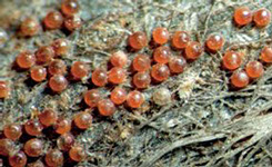 Crveni voćni pauk u stadijumu jaja