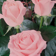 Dezire | Ruže čajevke | Sadnice ruža