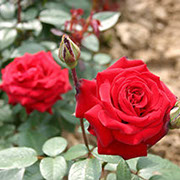 Diter Vedel | Ruže čajevke | Sadnice ruža