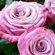 Dojče Vele | Ruže polijante (mnogocvetnice) | Sadnice ruža
