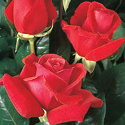 Duftvolke | Ruže čajevke | Sadnice ruža