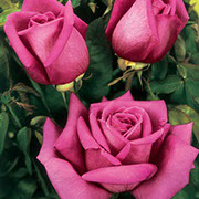 Duftrauš | Ruže čajevke | Sadnice ruža