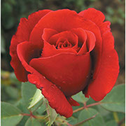 Duftzauber | Ruže čajevke | Sadnice ruža