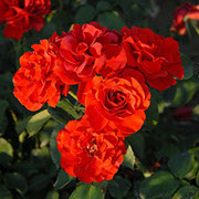 Evelin Fison  | Ruže polijante (mnogocvetnice) | Sadnice ruža