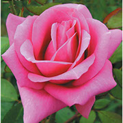 Eminens | Ruže čajevke | Sadnice ruža