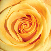 Gabi Marlej | Ruže čajevke | Sadnice ruža