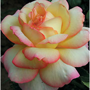 Glorija Dej | Ruže čajevke | Sadnice ruža