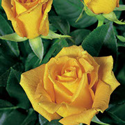 Golden Monika | Ruže čajevke | Sadnice ruža
