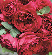 Gospel | Ruže čajevke | Sadnice ruža