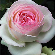 Grimpant Pjer De Rensoar | Ruže puzavice (penjačice) | Sadnice ruža