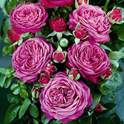 Hajdi Klum | Ruže polijante (mnogocvetnice) | Sadnice ruža
