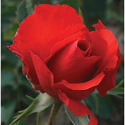 Holštajnperla | Ruže čajevke | Sadnice ruža