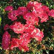 Inge Šubert | Ruže polijante (mnogocvetnice) | Sadnice ruža