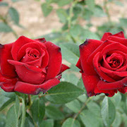 Ingrid Bergman | Ruže čajevke | Sadnice ruža