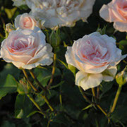 Johan Štraus | Ruže čajevke | Sadnice ruža