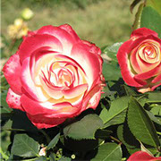 Jubile Prince de Monaco | Ruže polijante (mnogocvetnice) | Sadnice ruža