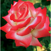Kajzer Farah | Ruže čajevke | Sadnice ruža