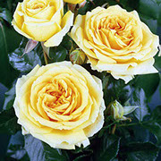 Kapućino | Ruže čajevke | Sadnice ruža