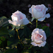 Karl Hajnc Haniš | Ruže čajevke | Sadnice ruža
