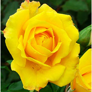 Kazino | Ruže puzavice (penjačice) | Sadnice ruža