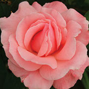 Kempešen | Ruže puzavice (penjačice) | Sadnice ruža