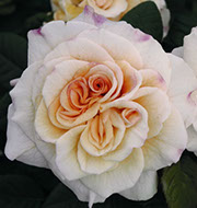 Komtesa | Ruže čajevke | Sadnice ruža