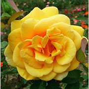 Kupferkenigin | Ruže čajevke | Sadnice ruža