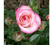 Laminuet | Ruže polijante (mnogocvetnice) | Sadnice ruža